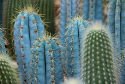 Close-up of cactus plant