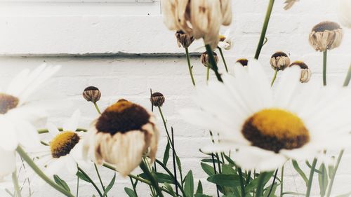 Close-up of white flowering plants