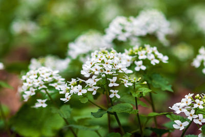 Close-up of white flowering plant