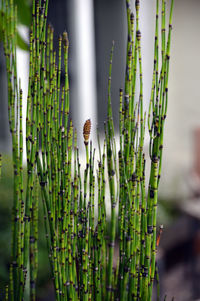 Close-up of bamboo plants