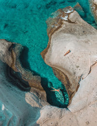 High angle view of turtle swimming in sea