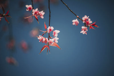 Close-up of pink cherry blossom