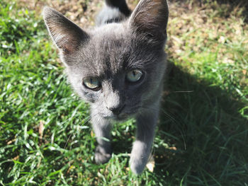 Portrait of kitten on field