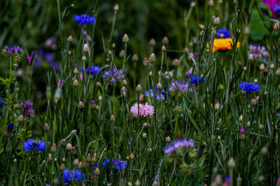 Summer flowers