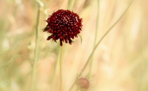 Close-up of red flowers
