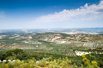 Scenic view of agricultural field against sky