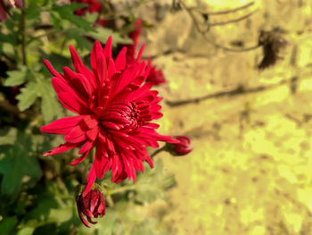 Close-up of red flower