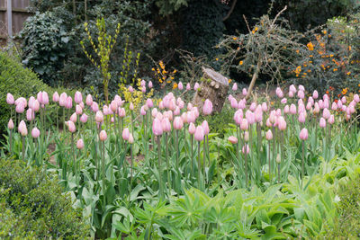 View of crocus flowers growing outdoors