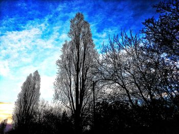 Low angle view of silhouette trees against sky