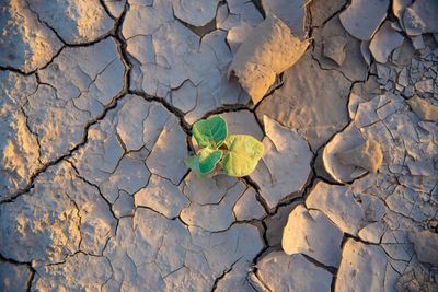 High angle view of dry leaves on cracked land