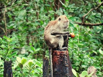 Macaque monkeys , this picture was taken at  langkawi