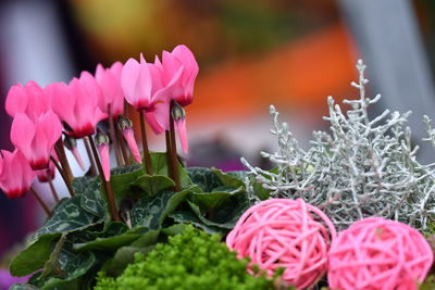 Close-up of pink flowers against blurred background