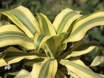 Close-up of yellow flowering plant