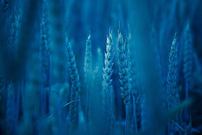 Golden sunrise harvest. summer's abundant grain fields of northern europe