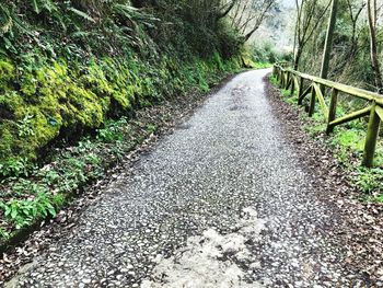 Road amidst plants and trees