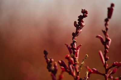 Close-up of pink flowering plant