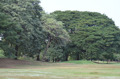Trees on field against sky