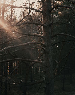 Bare trees in forest