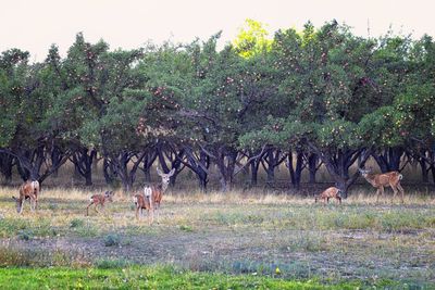 View of deer on field