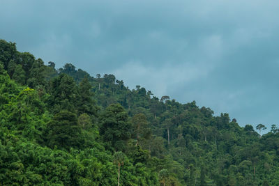 Trees in forest against sky