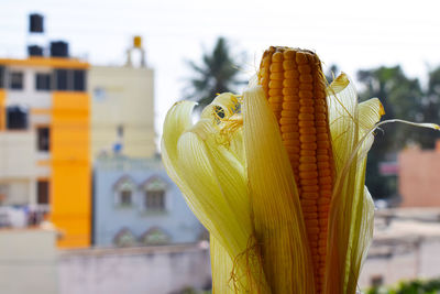 Close-up of fresh yellow leaf against sky