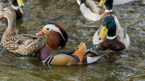 Close-up of ducks swimming in lake