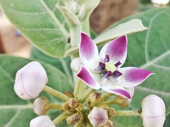 Close-up of flowers blooming outdoors