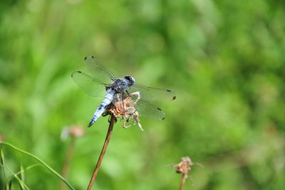 Close-up of dragonfly on leaf