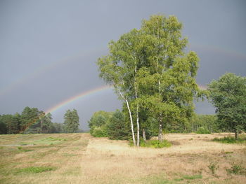 Trees on field against sky