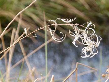 Close-up of plant