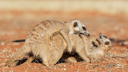 Meerkats playing on field 