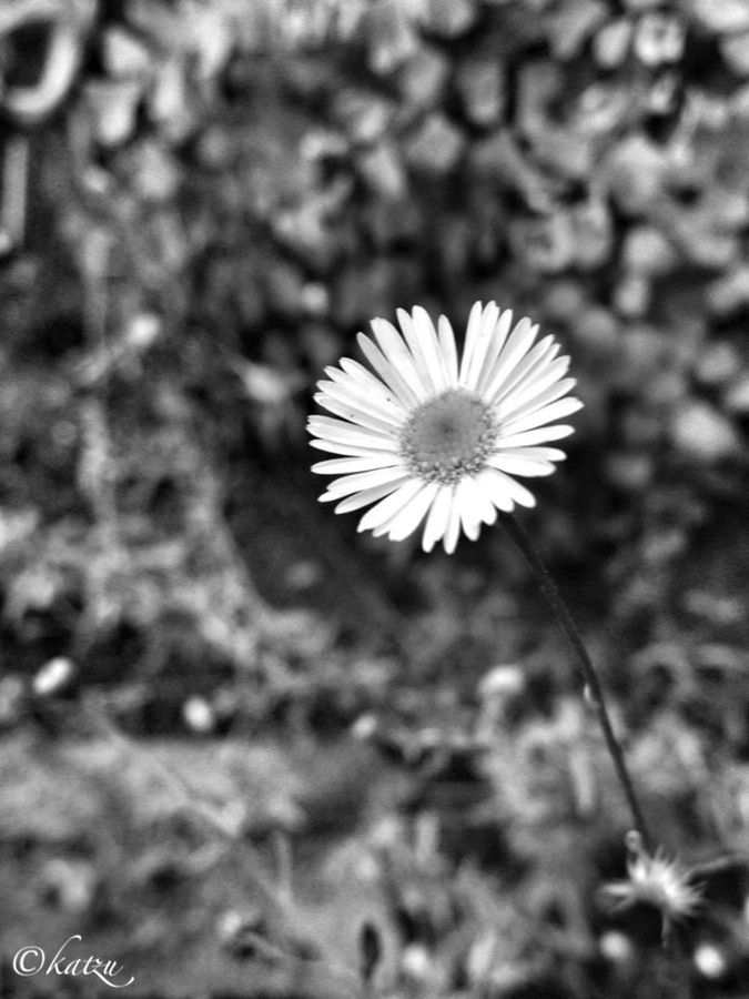 flower, fragility, freshness, growth, flower head, white color, petal, single flower, beauty in nature, nature, focus on foreground, blooming, close-up, plant, daisy, field, stem, in bloom, selective focus, white