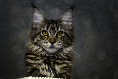 Portrait of tabby cat