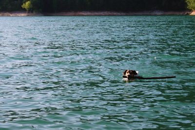View of duck swimming in lake