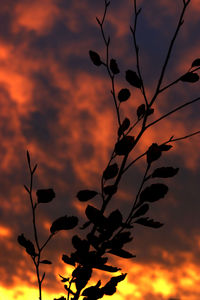 Low angle view of silhouette tree against orange sky