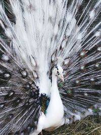 Close-up of peacock