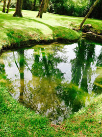 Reflection of trees in lake