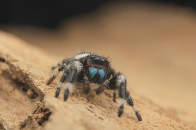 Close-up of spider