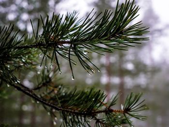 Close-up of raindrops on pine tree