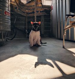 Dog sitting on table outdoors