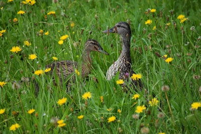 Close-up of bird on field