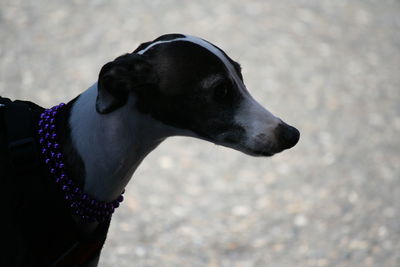 Close-up of dog looking away