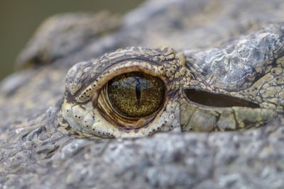 Close-up of a lizard