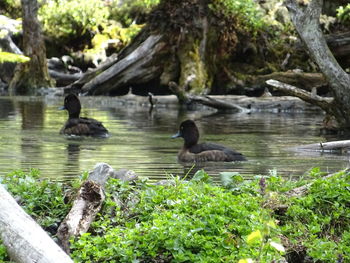 Ducks in a lake