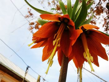 Close-up of orange flower