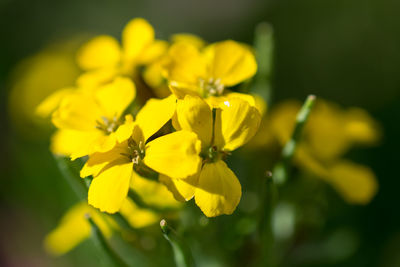 Close-up of yellow flowers