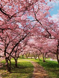 Pink cherry blossoms in spring