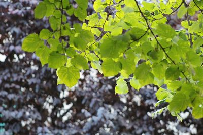 Close-up of leaves growing on tree