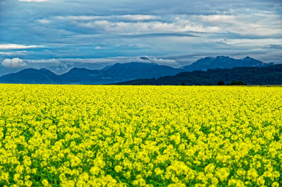 Scenic view of oilseed rape field against cloudy sky