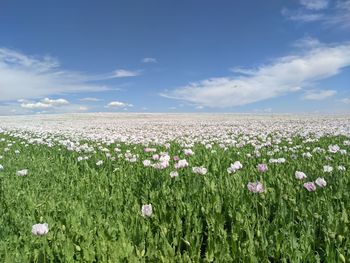 Scenic view of flowering plants on field against sky